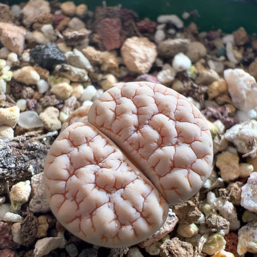 张****x800。青蛙优选189。