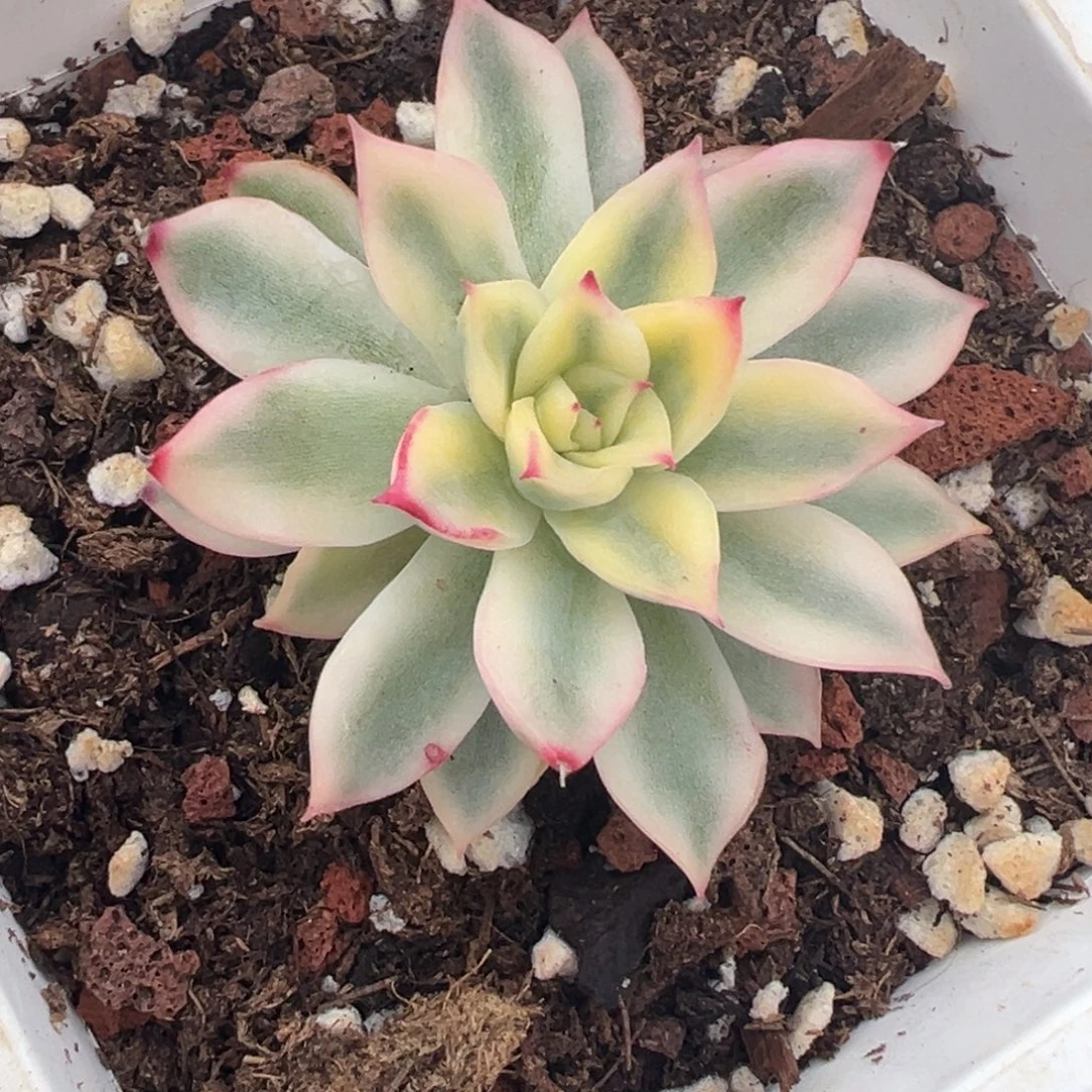 新圣骑兵锦，覆轮锦