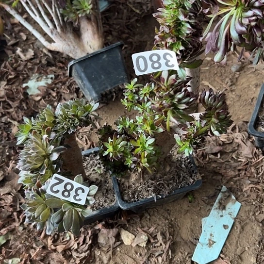 欣***姐多肉植物两个380.382