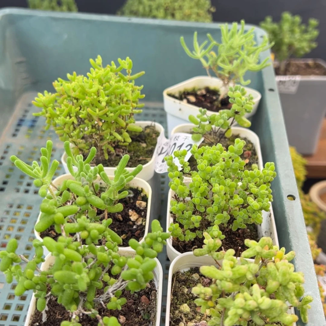 【闪购商品】新手大礼包dy6012七颗不同品