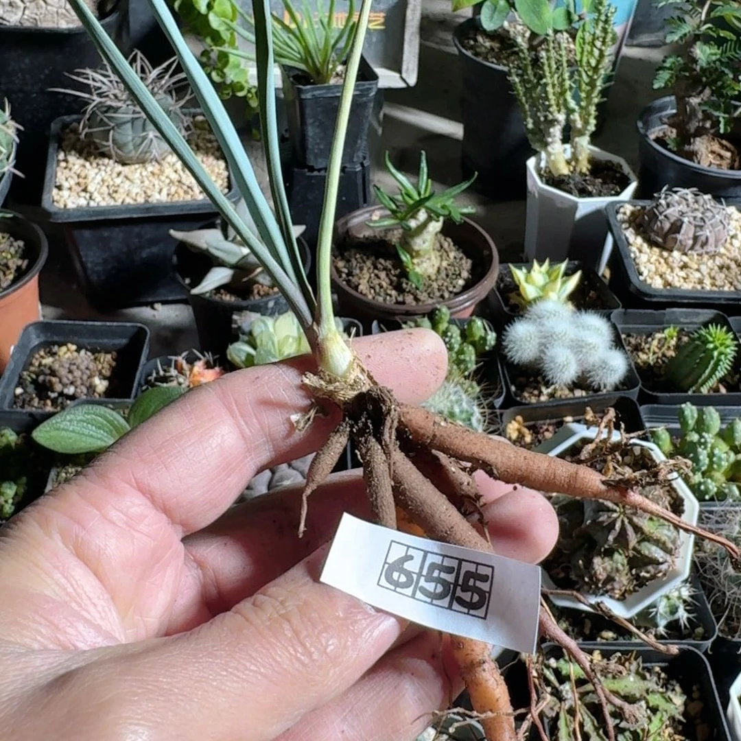 655稻草人脱土发货