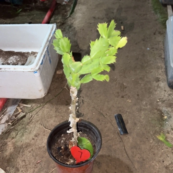顾***当前无花栽培后可以开花荷花妹妹7