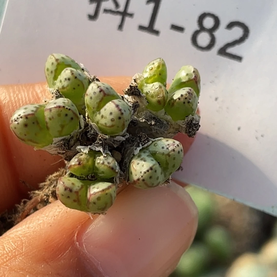 1-82小t多肉植物肉锥