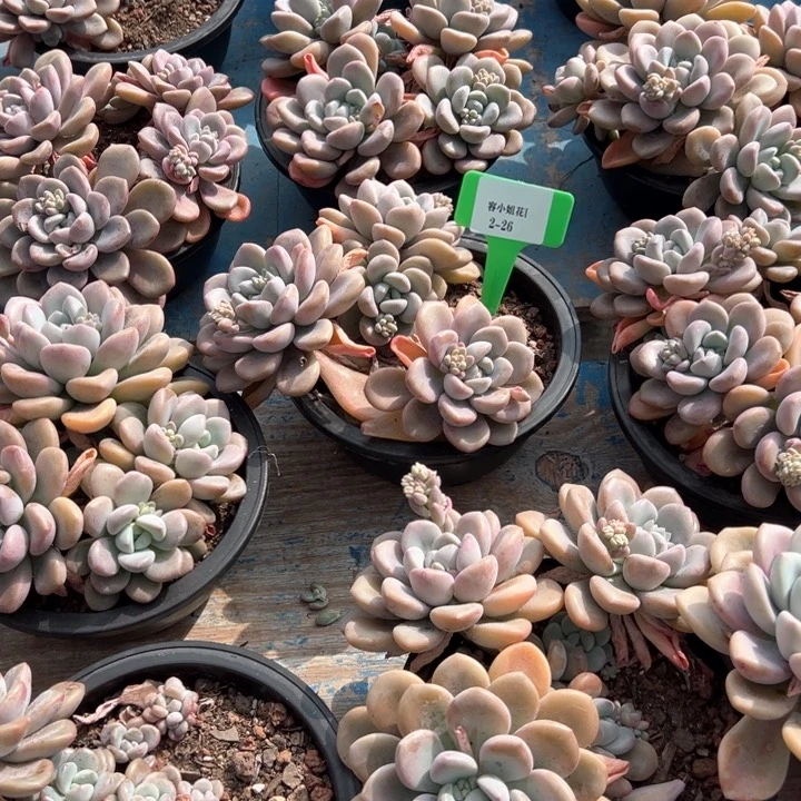 2.26白露一个脱土量