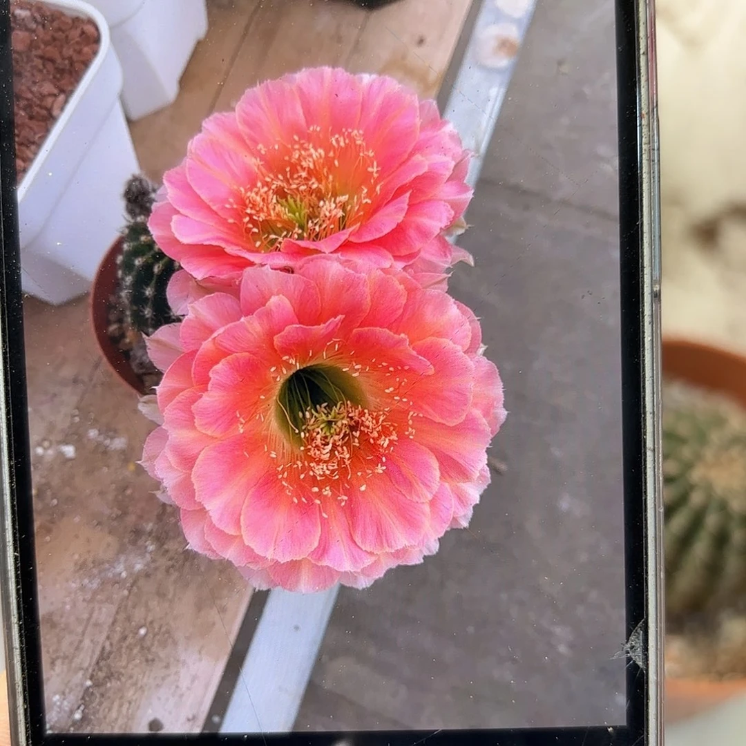彩草樱桃4.3公分带根疤痕体质