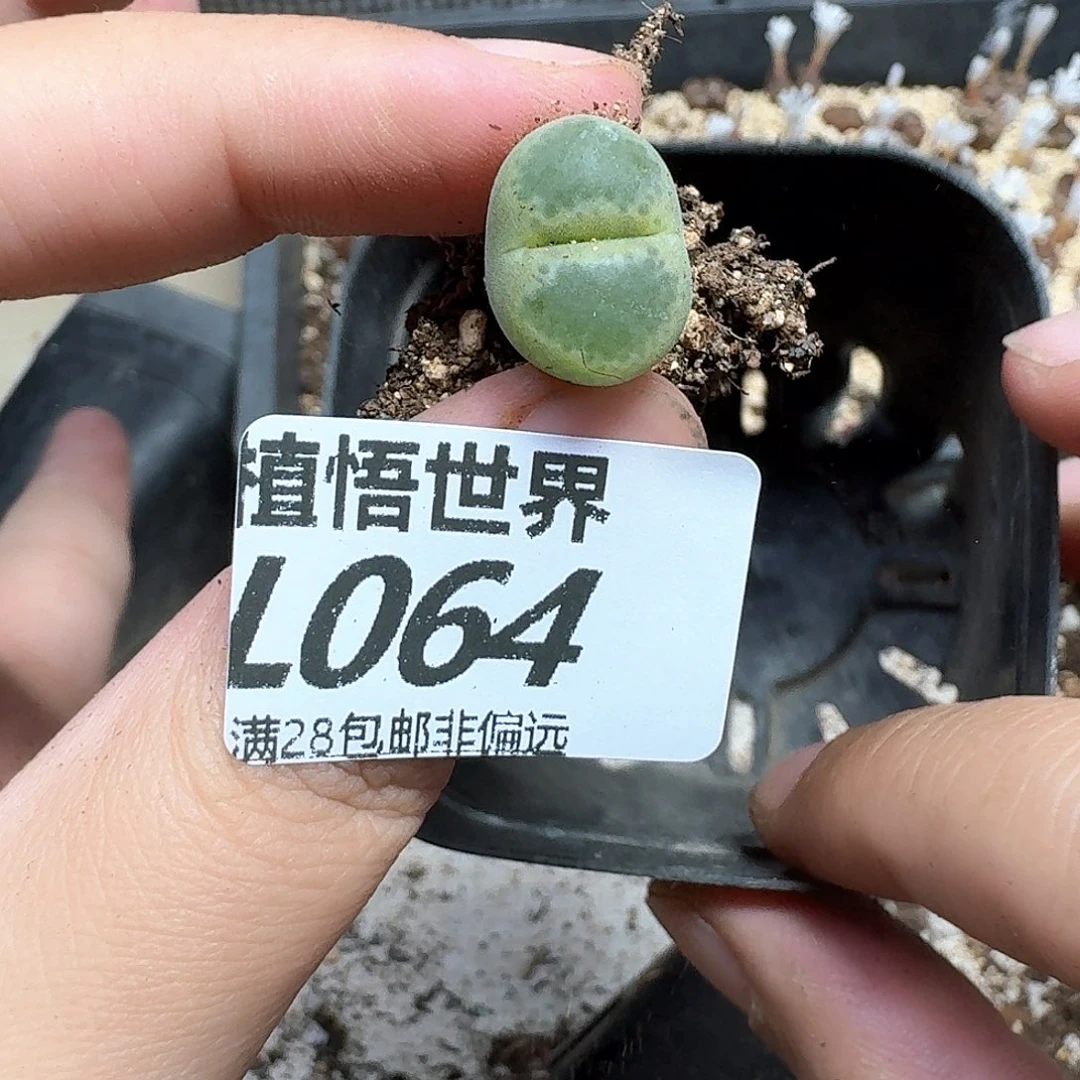 多肉植物的润泽地方g