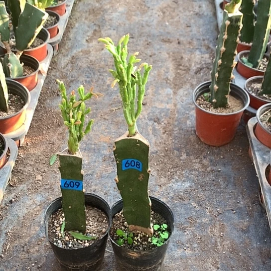 608+609嫁接蟹爪兰：紫异类+粉异类