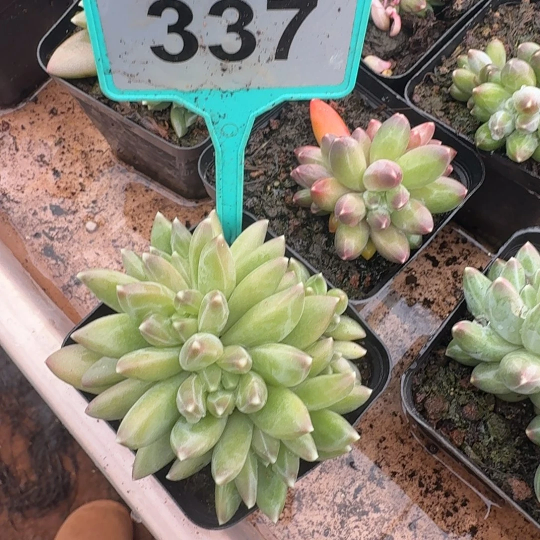 打***死多肉植物漂亮多肉337