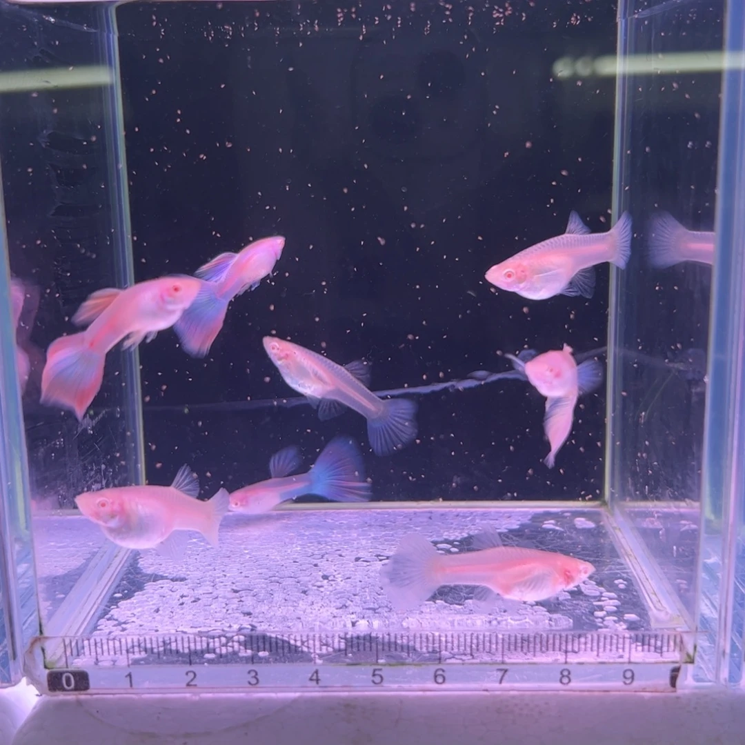 孔雀鱼福利天使彩虹4