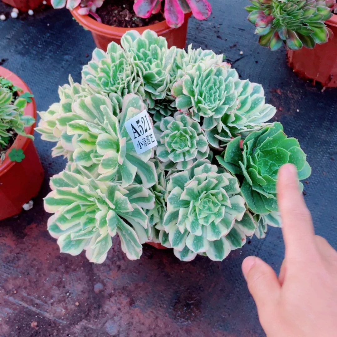 521号阴阳迈巴赫缀化多肉植物法师