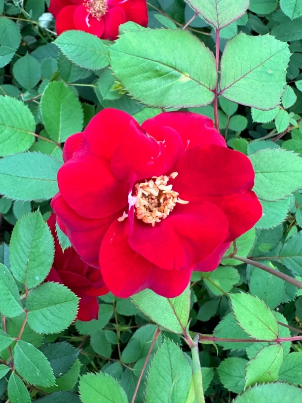 东北耐寒月季（绒霞）拍一发三