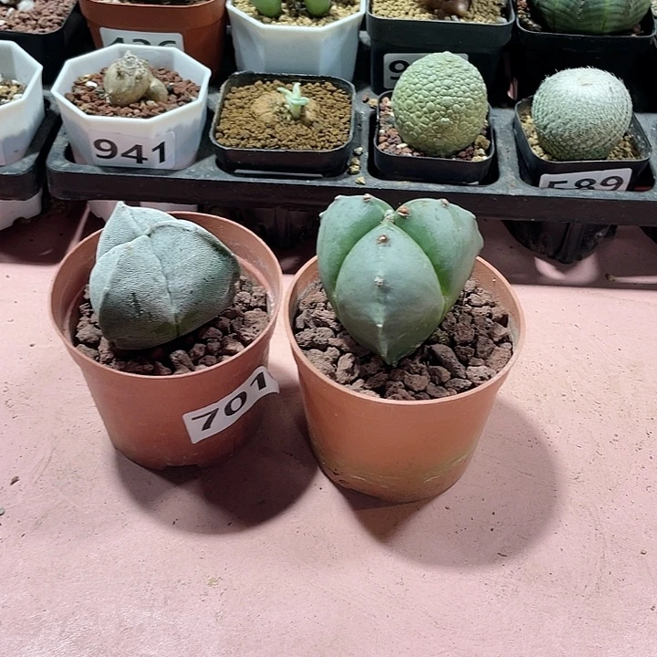 701实生大三角栾凤2颗