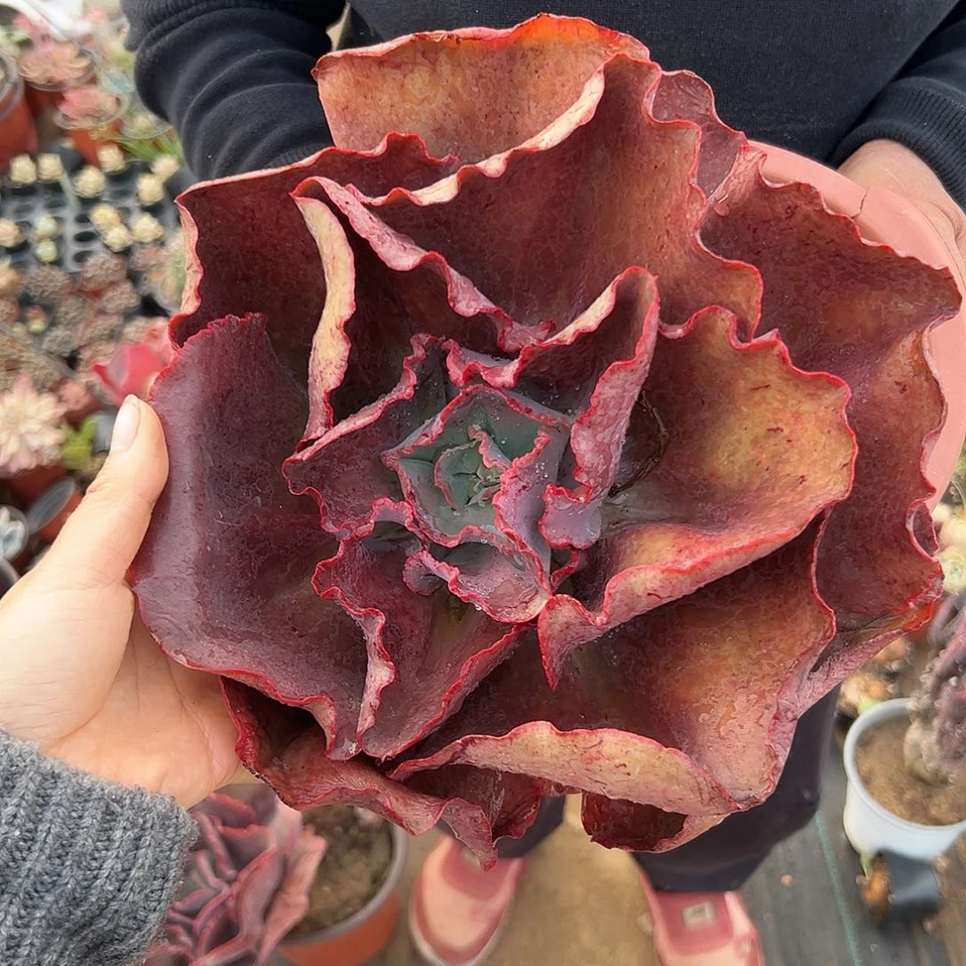 姜饼父母图植物中央音乐学院