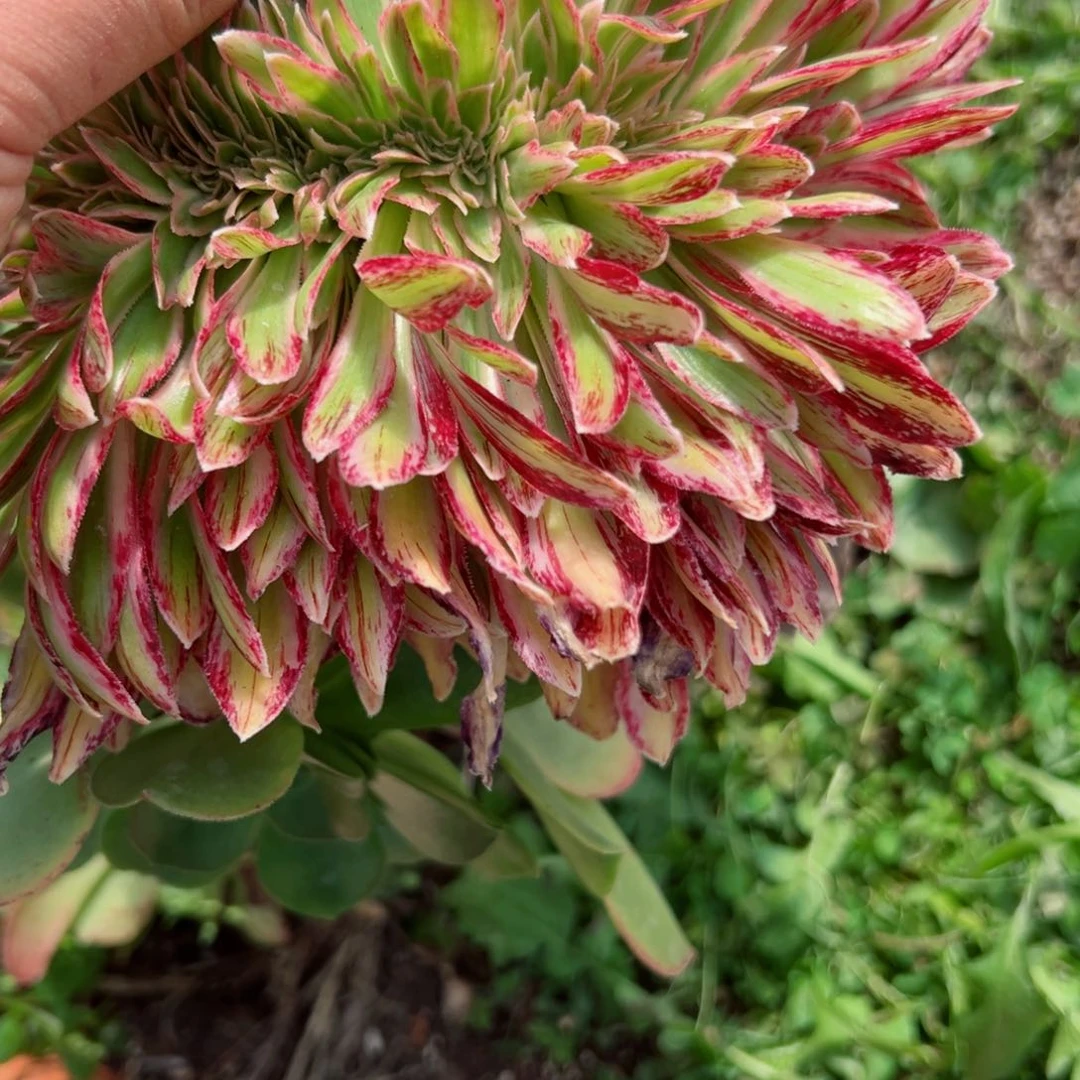 818 号多肉植物法师新年福利