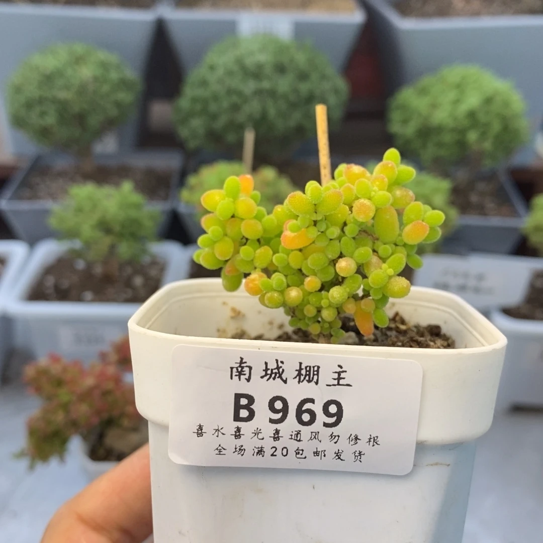 969蜜橘糖球枝干