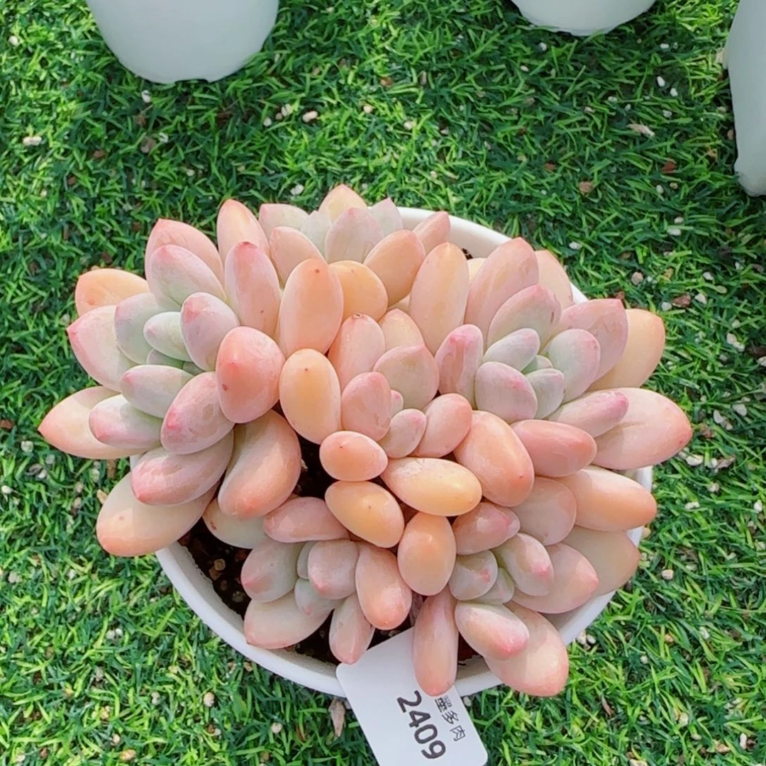 香水无砍，2409多肉植物