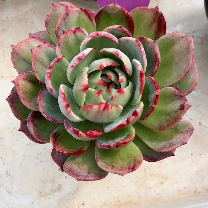 颖***惊鸿仙子多肉植物A206