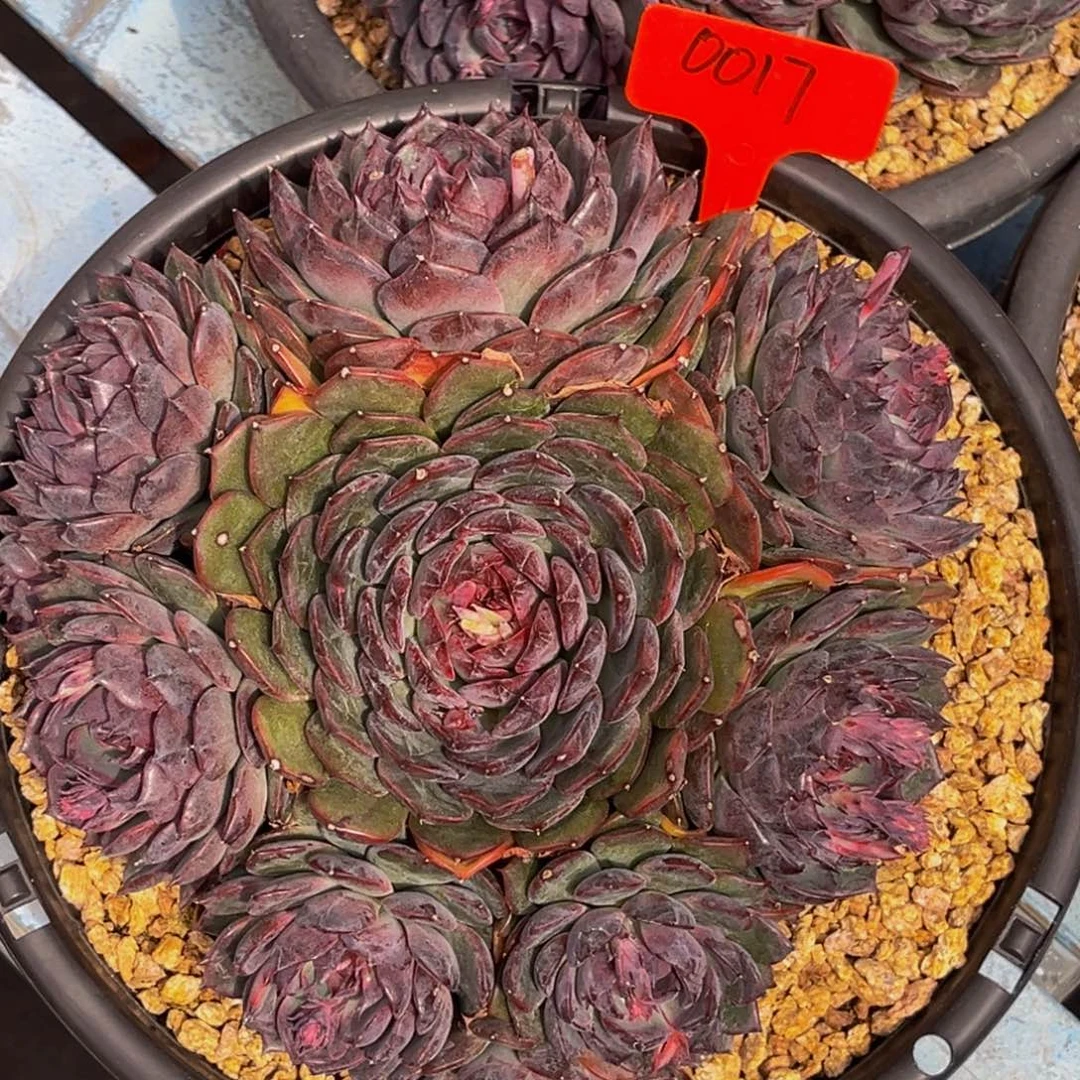 0017号上午多肉植物群生多肉