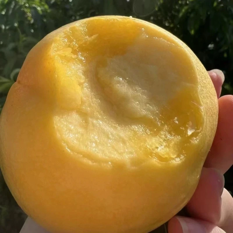 唐山遵化黄桃新鲜水果脆甜多汁应季现摘水果产地直发顺丰包邮整箱