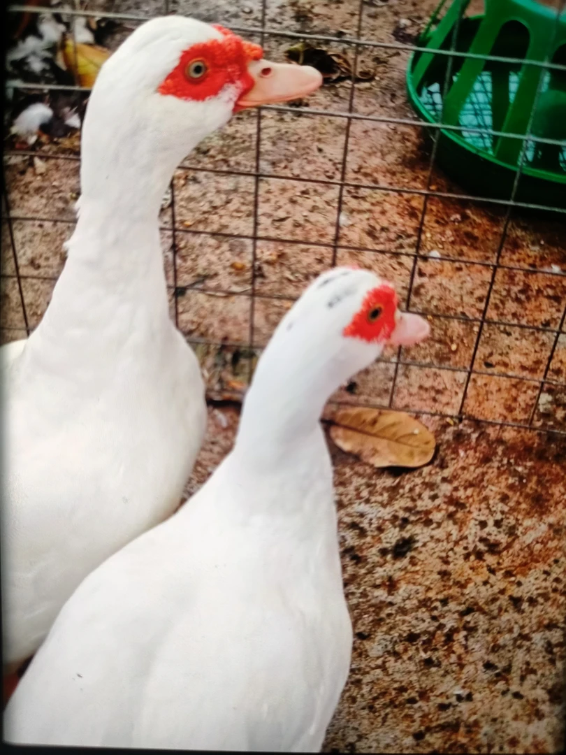 散养3年的老母鸭包宰杀包邮