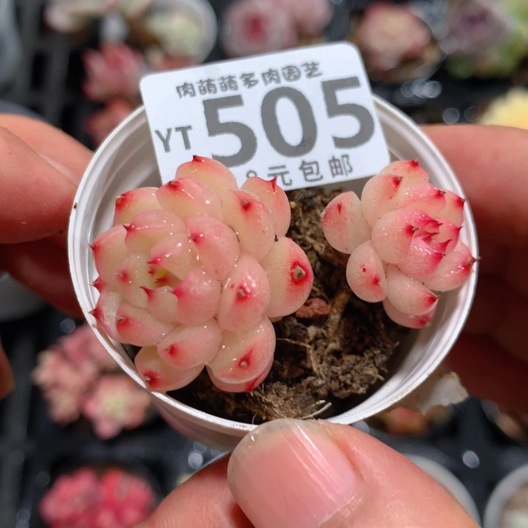 5CM拇指盆精控多肉YT505
