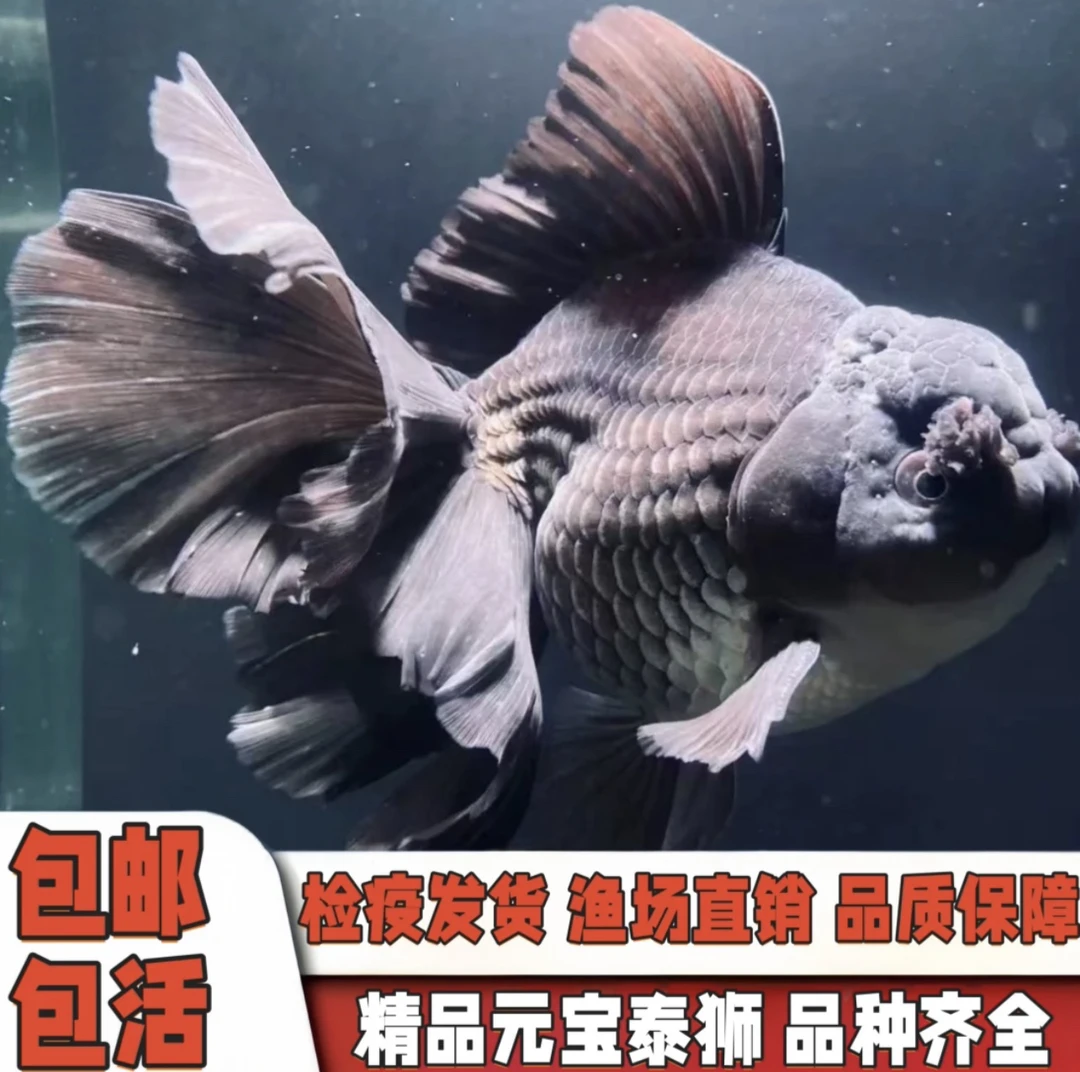 精品百褶黑泰狮金鱼淡冷水观赏鱼
