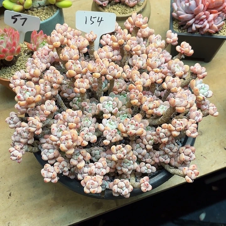 多肉植物，罗骑154号