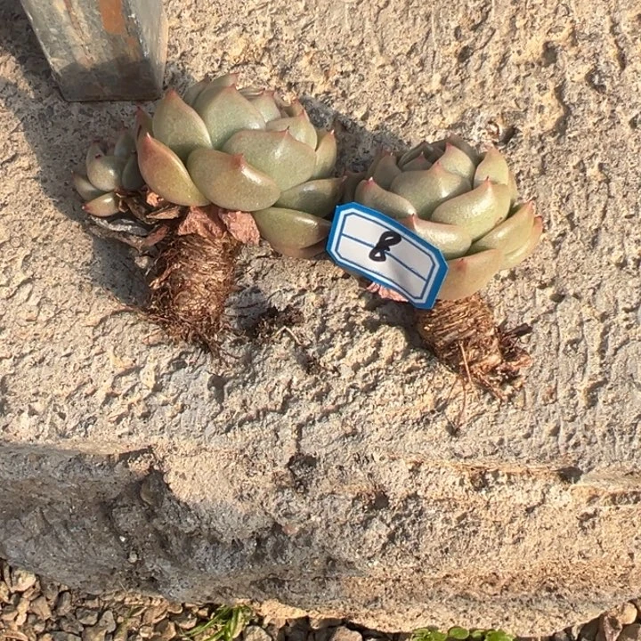 *****一物一拍白玫瑰多肉8