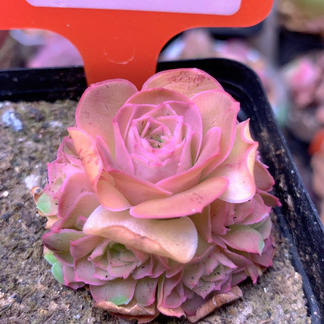 一物一拍四月天106