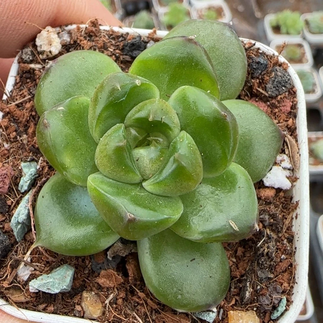 小卡拉米糖心一物一拍