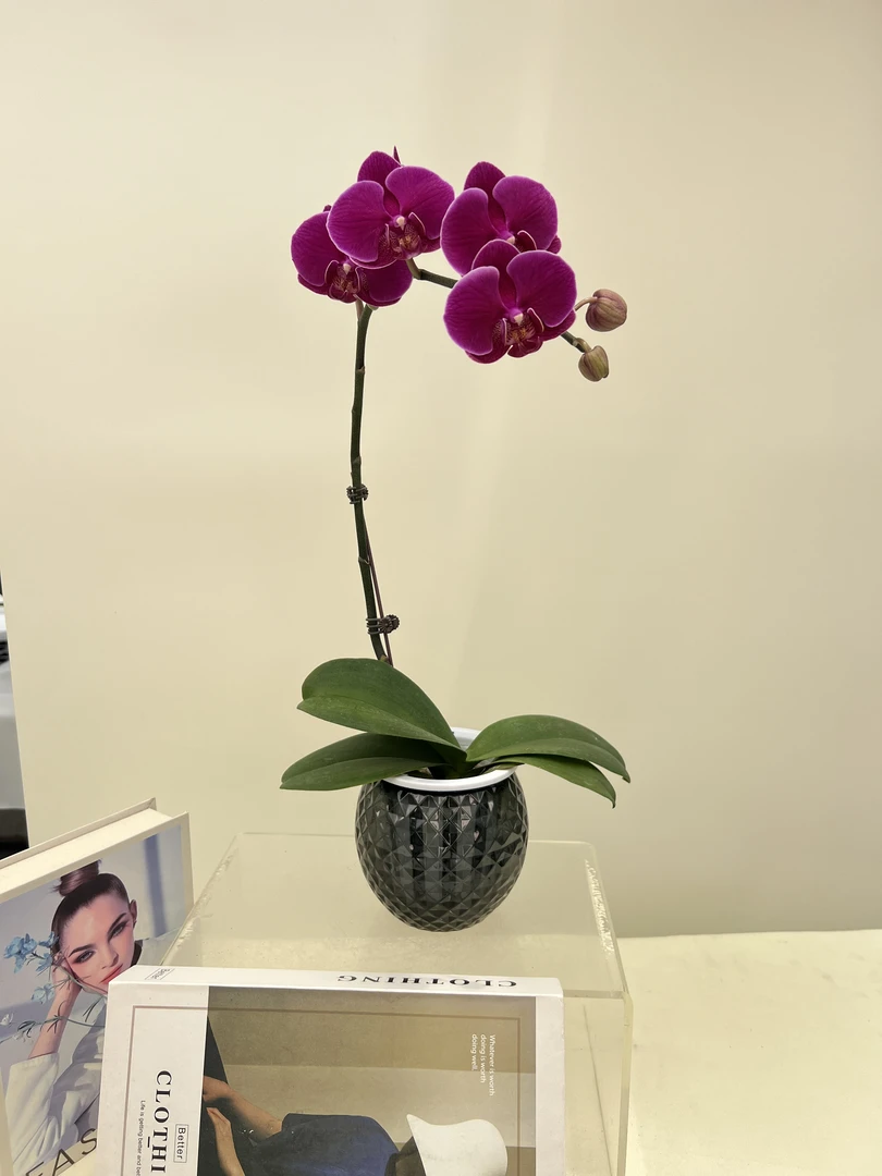 蝴蝶兰【香山】鲜花盆栽室内观赏花花佛山基地直发好养易活