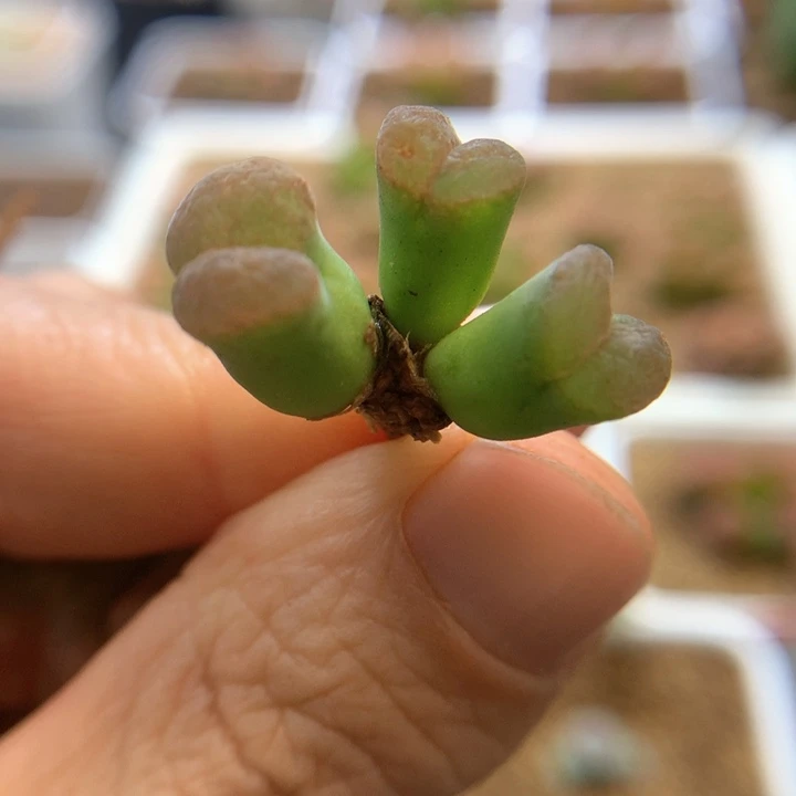 035特特特 肉锥植物