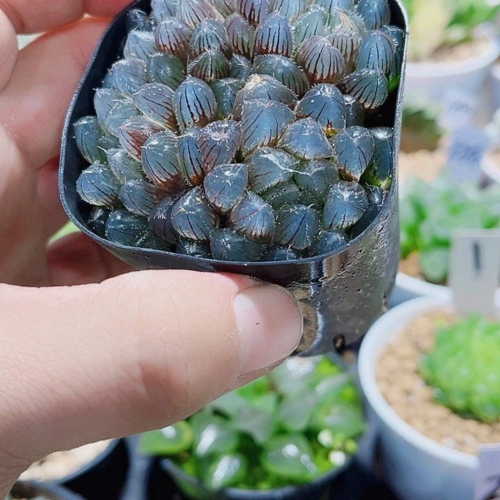 赤线雨露新手好养