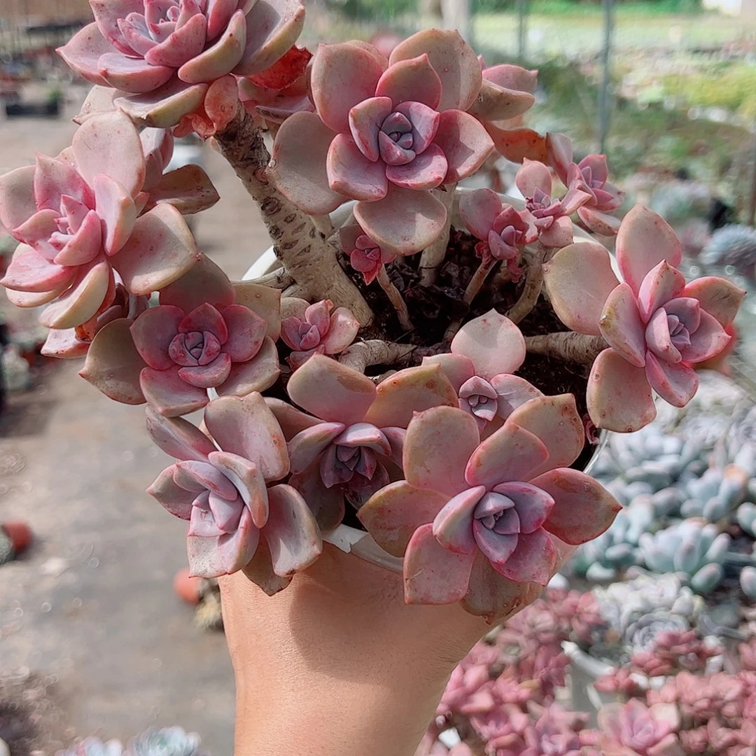 彩虹糖多头群生老桩特价