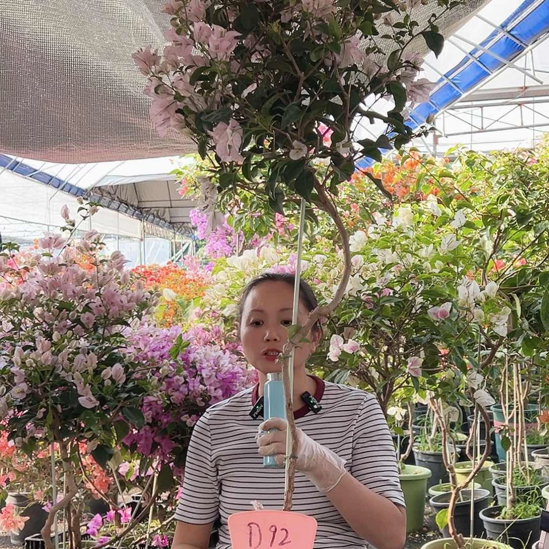 房***菜大部分花苞少量开放D92苹果花