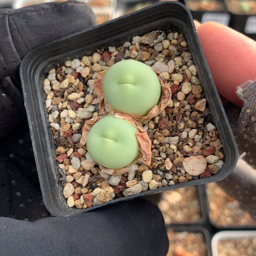 1*。a949海豚嘴透明嘴