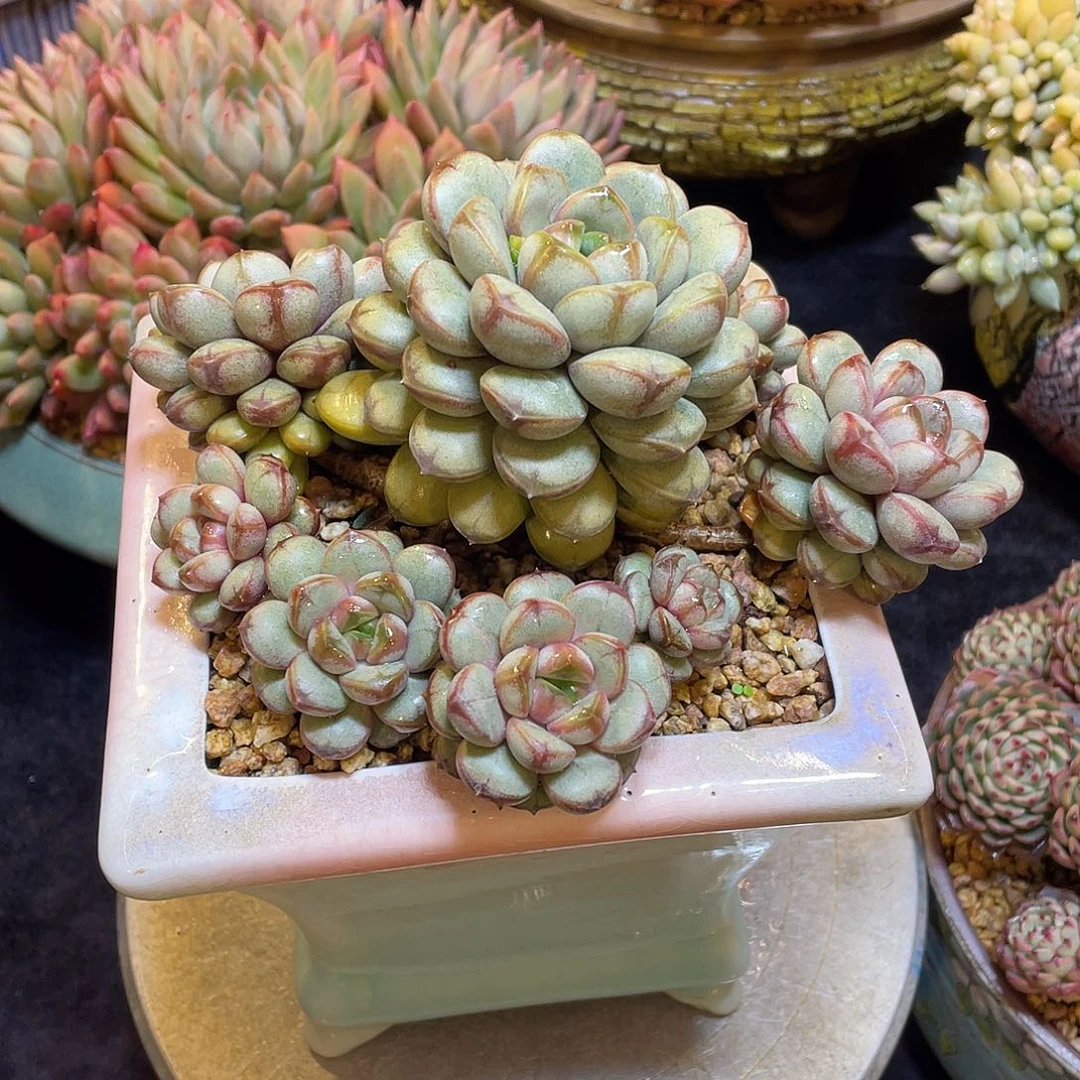 多肉植物带盆物流不包邮