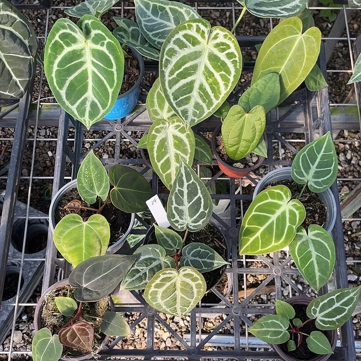 完全开放杂交10颗脱土发，不包叶损，一物一拍124号