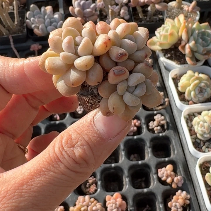 灼*ch f d f h h h h 026