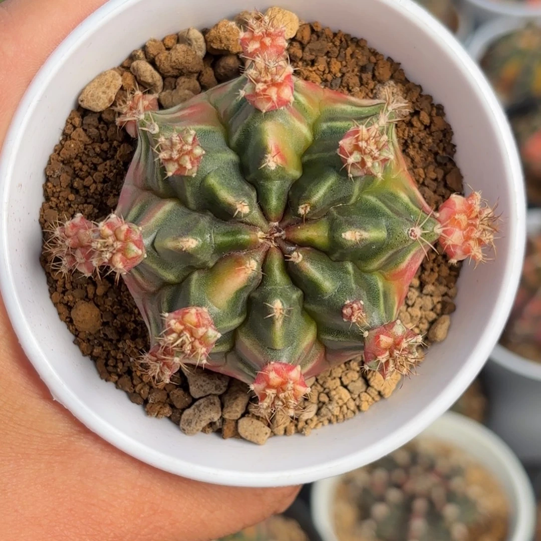 泰系实生米哈仙人球母本406