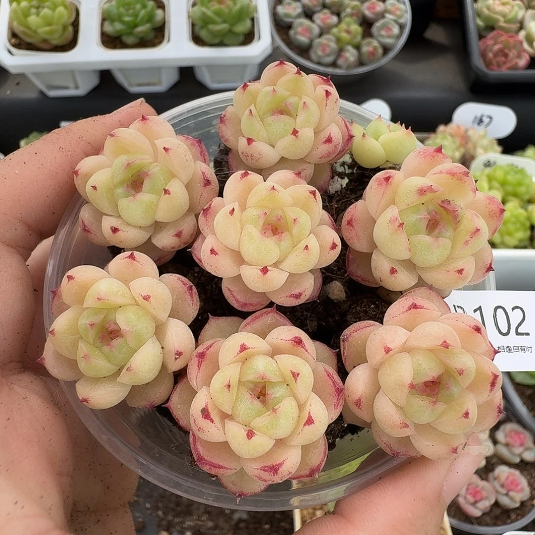 一物一拍一组810-102