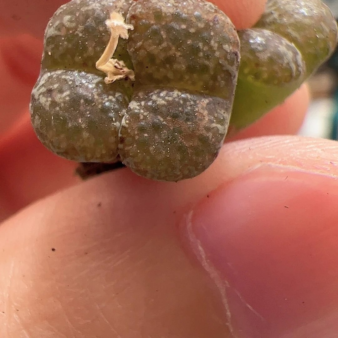 【闪购商品】187 秒