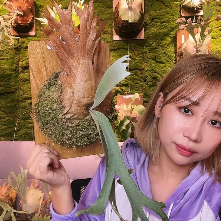 不开花植物nook 黄波巴
