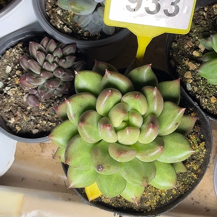 多肉植物米其林933