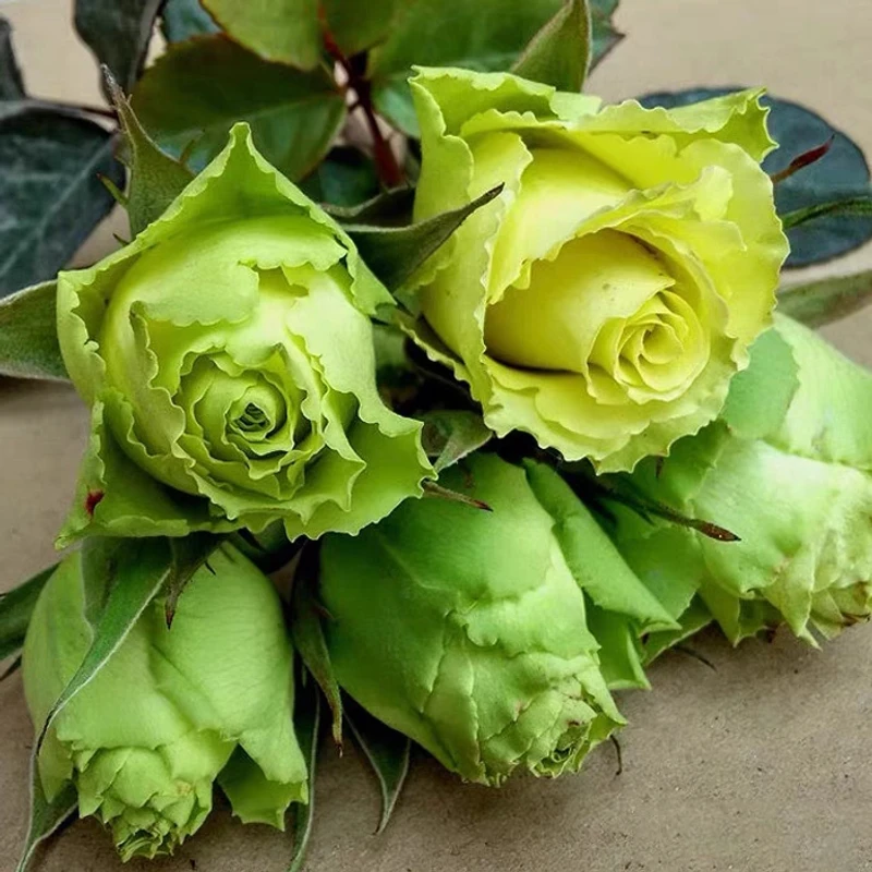 凌波 超新品奶油绿色 灌木月季花苗 花瓣厚实耐开盆栽地栽