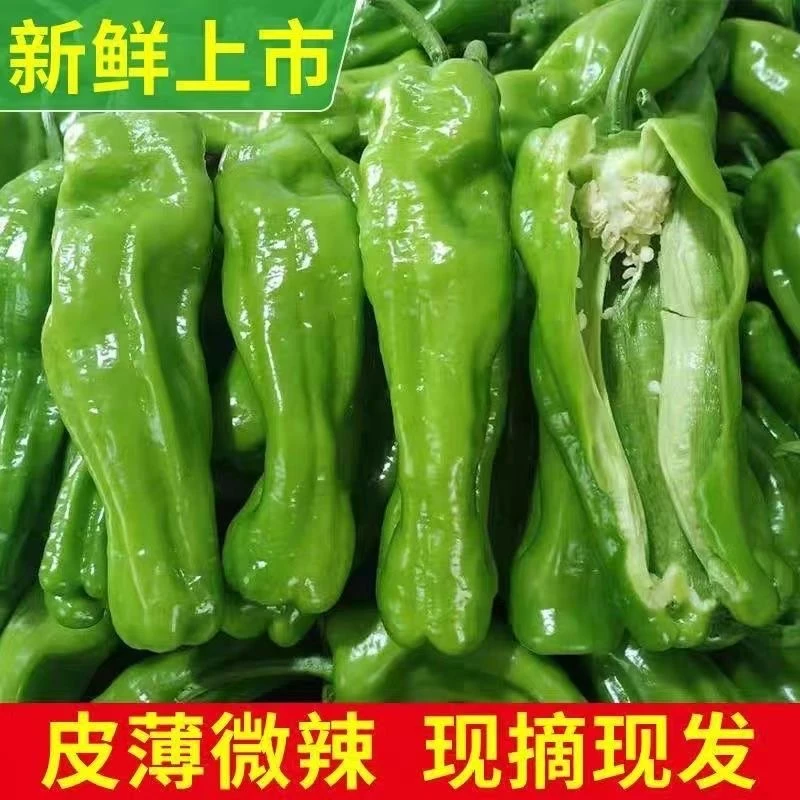 【书记助农】新鲜辣椒薄皮蔬菜自种青椒辣农家现摘