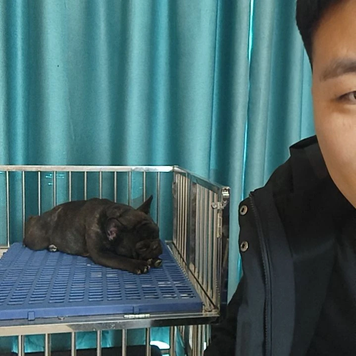 虎斑母犬纯种健康