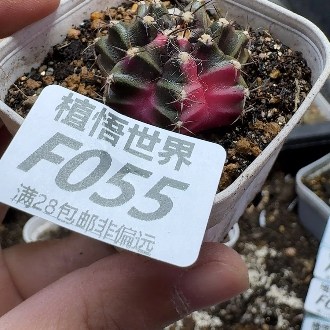 多肉植物的人生fvb