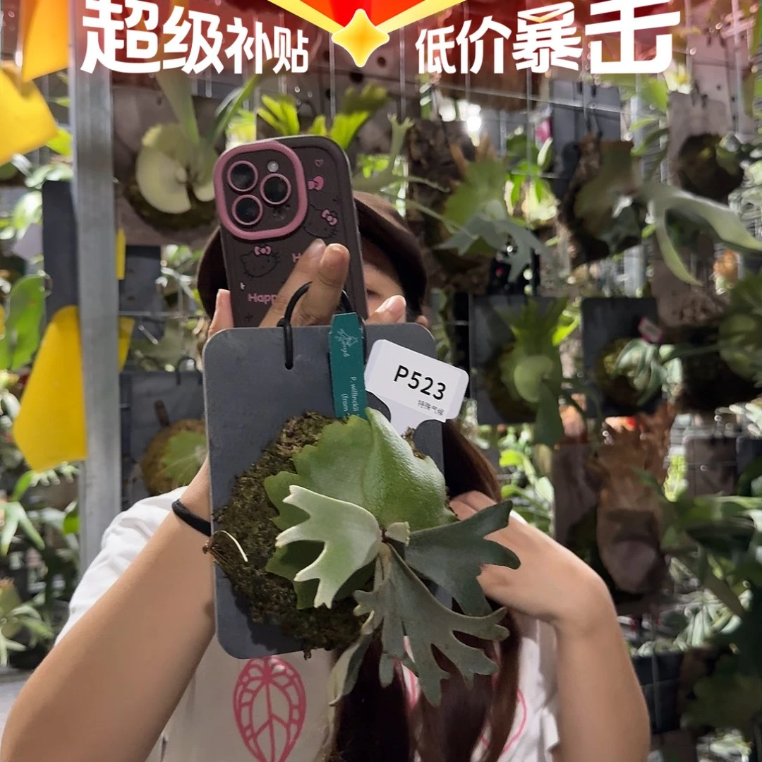 不开花植物P523-珍妮鹿角蕨tc