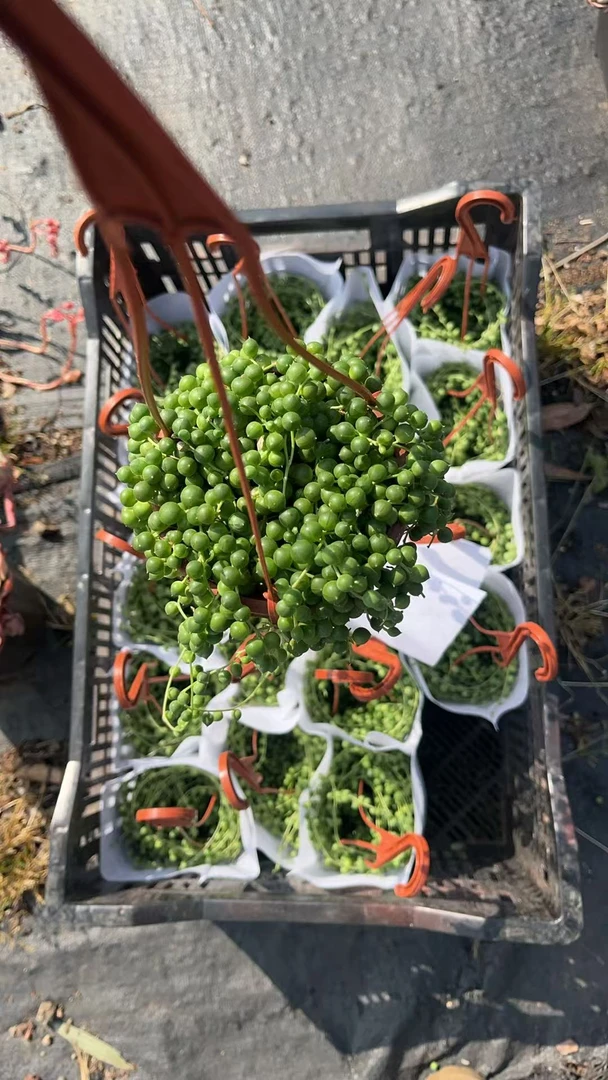 佛珠 亮哥精选 多肉植物 易养活栽种养护